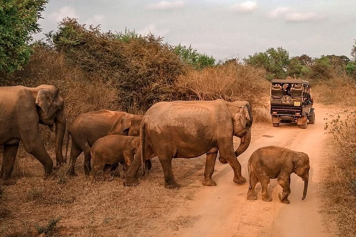Elephants crossing at Udawalawe