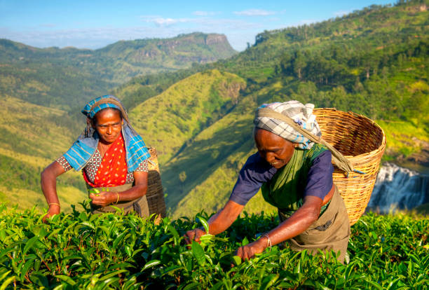 Tea pickers on a hillside estate