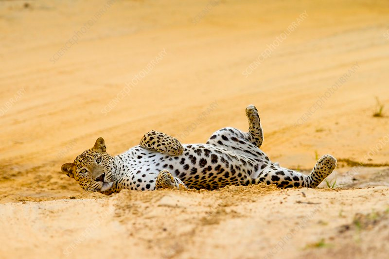 A leopard resting in Yala